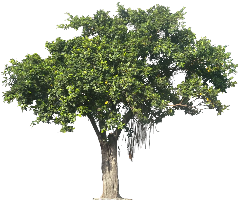 Pin Png Jungle Tree - free transparent png images